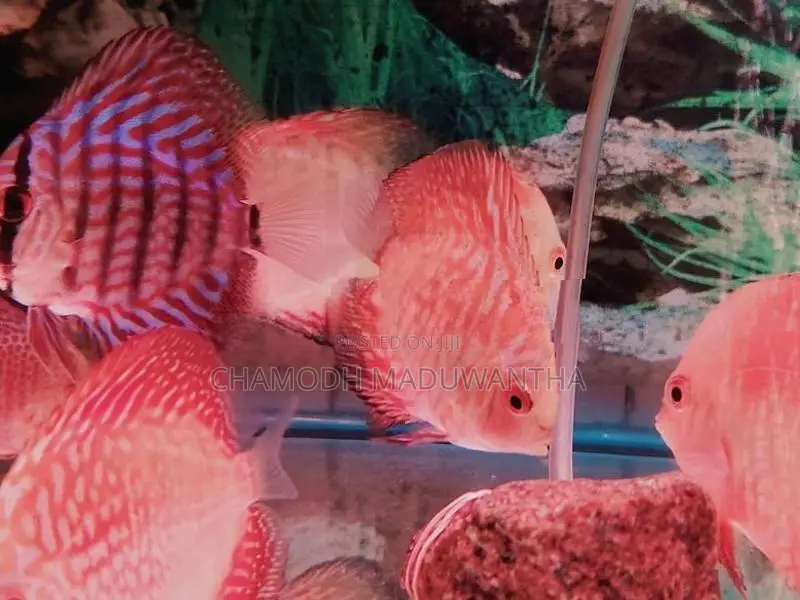 Discuss Fish