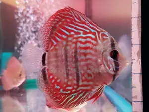 Discuss Fish