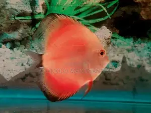 Discuss Fish