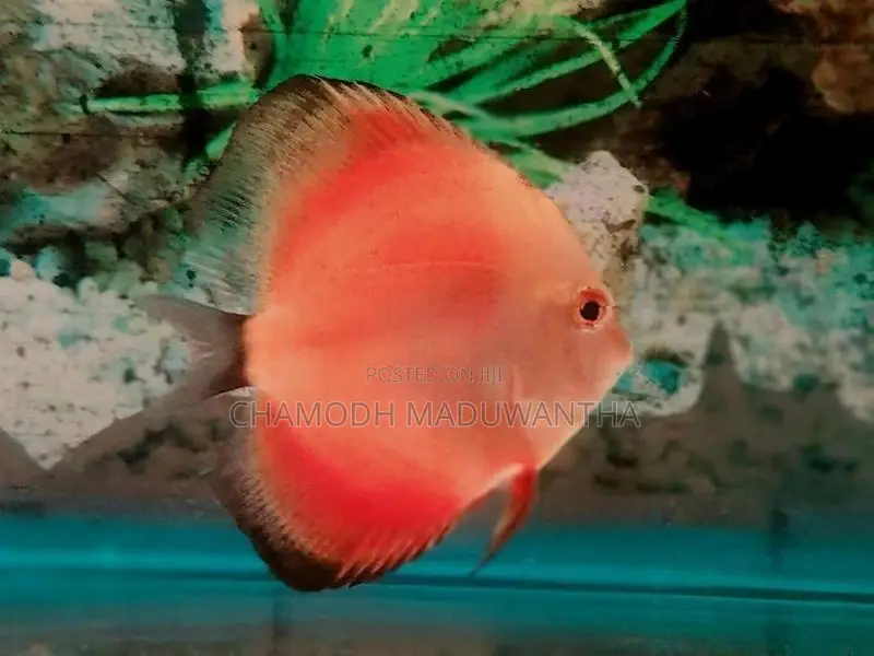 Discuss Fish