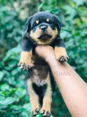 Rottwilar puppy