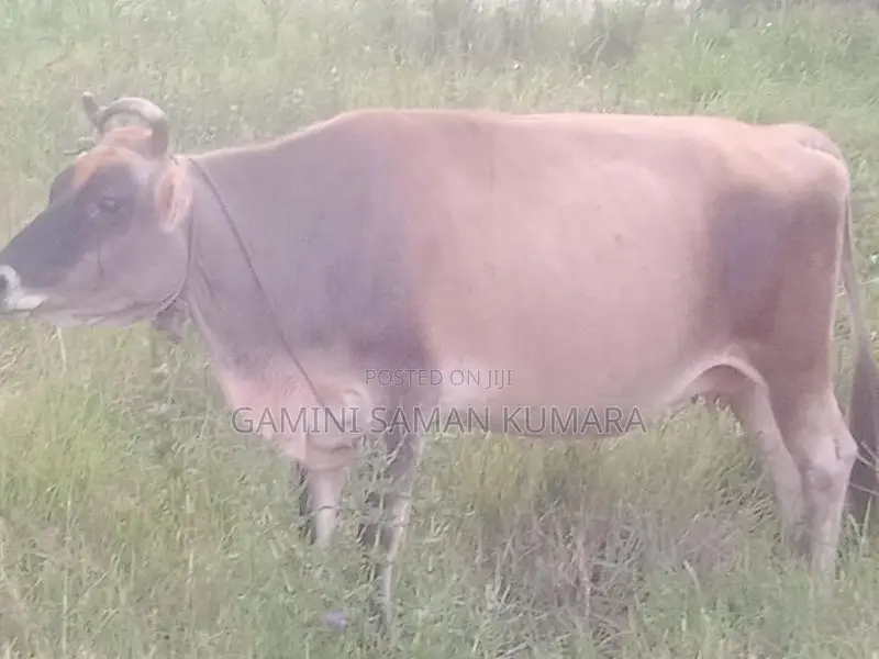 Cow