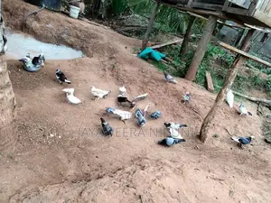 Pigeons