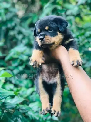 Rottwilar puppy