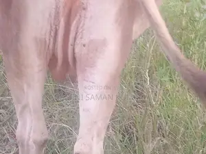 Cow
