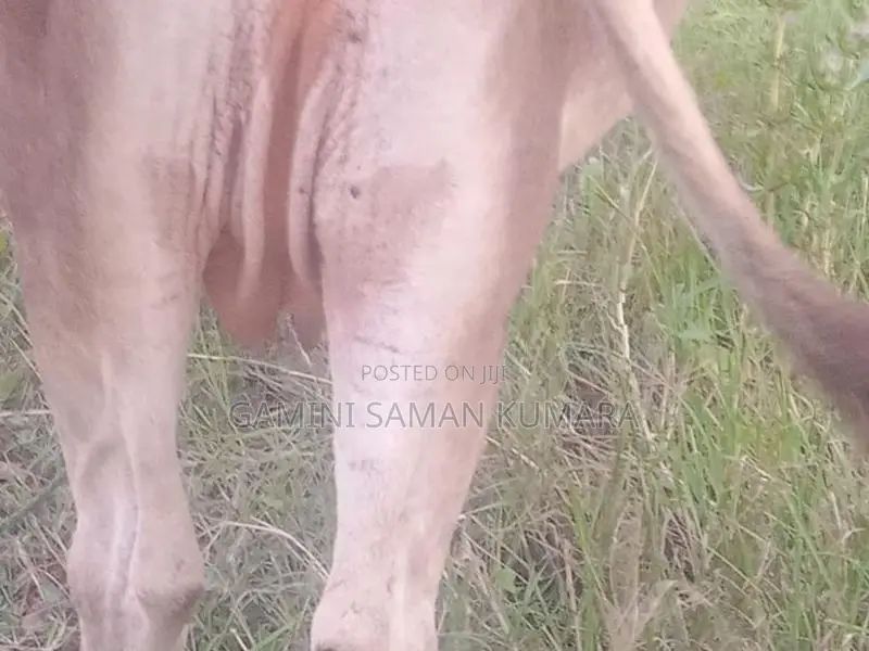 Cow