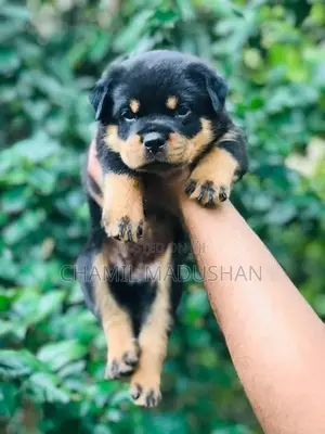 Rottwilar puppy