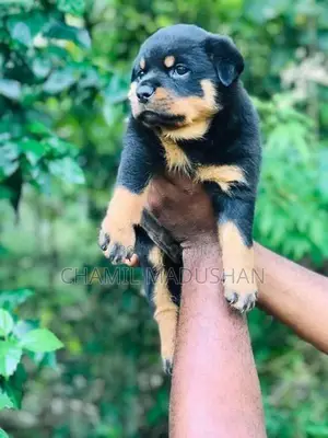 Rottwilar puppy