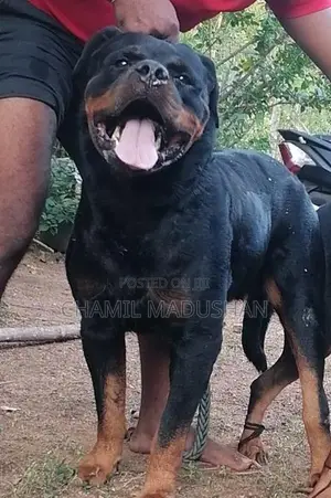 Rottwilar puppy