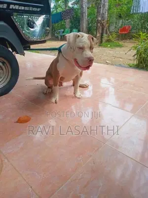 American Bully Puppy