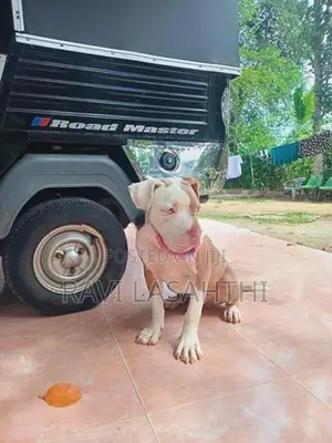 American Bully Puppy