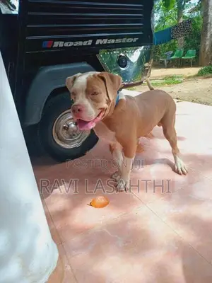 American Bully Puppy