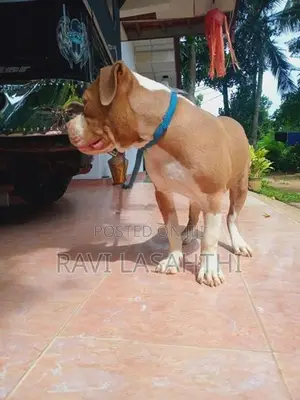 American Bully Puppy