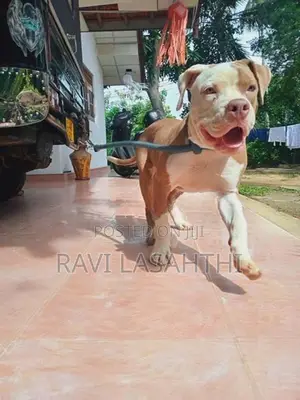 American Bully Puppy