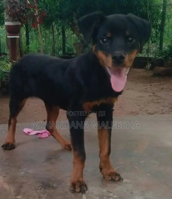Rottweiler
