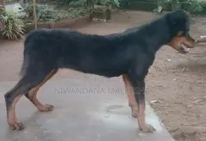 Rottweiler