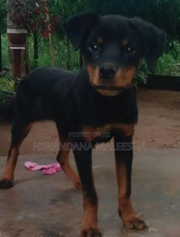 Rottweiler