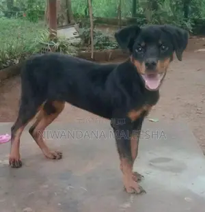 Rottweiler