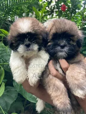 Shih Tzu Puppy