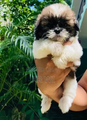 Shih Tzu Puppy
