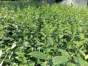 Tea Plant