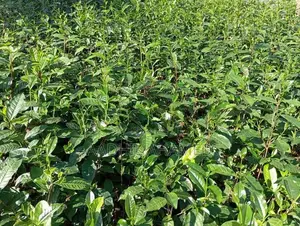 Tea Plant