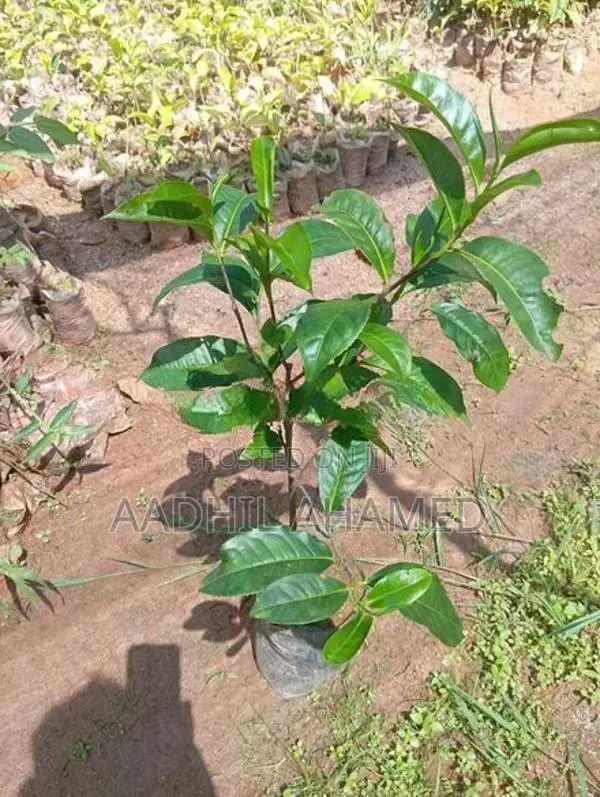 Tea Plant