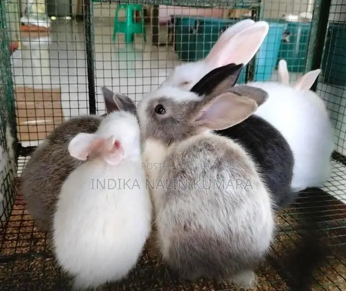 හාවන්