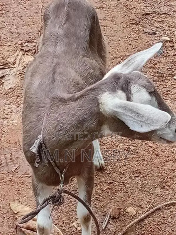 Saanen Goats