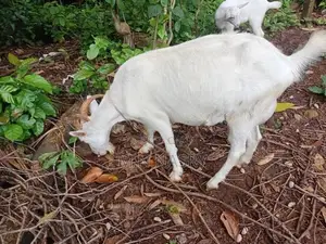 Saanen Goats