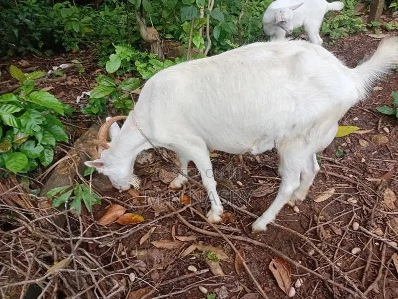Saanen Goats