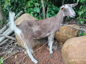 Saanen Goats