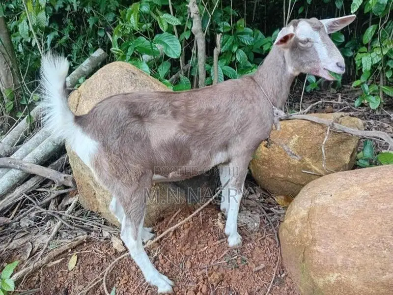 Saanen Goats