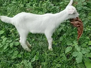 Saanen Goats