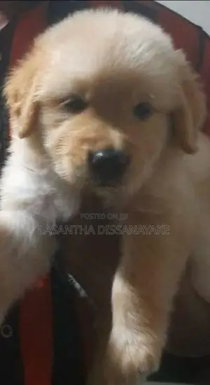 Golden Retriever Male Puppy