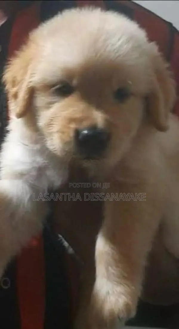 Golden Retriever Male Puppy