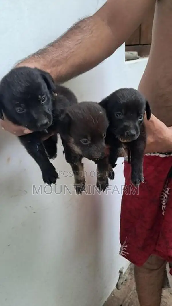 Dachshund Puppy
