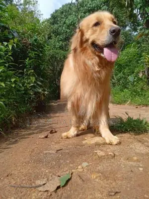 Golden Retriever Male Puppy