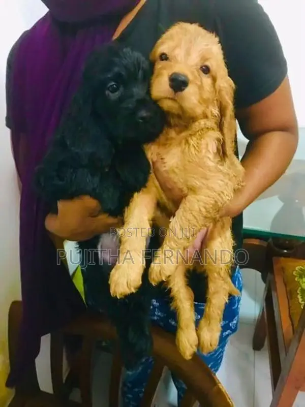Cocker Spaniel Puppies