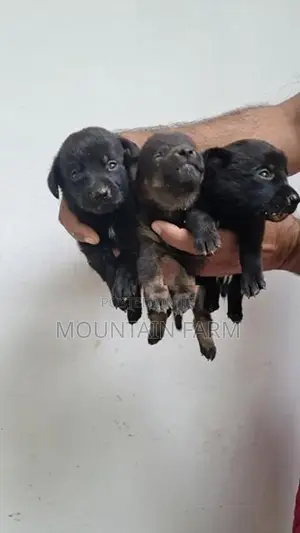 Dachshund Puppy