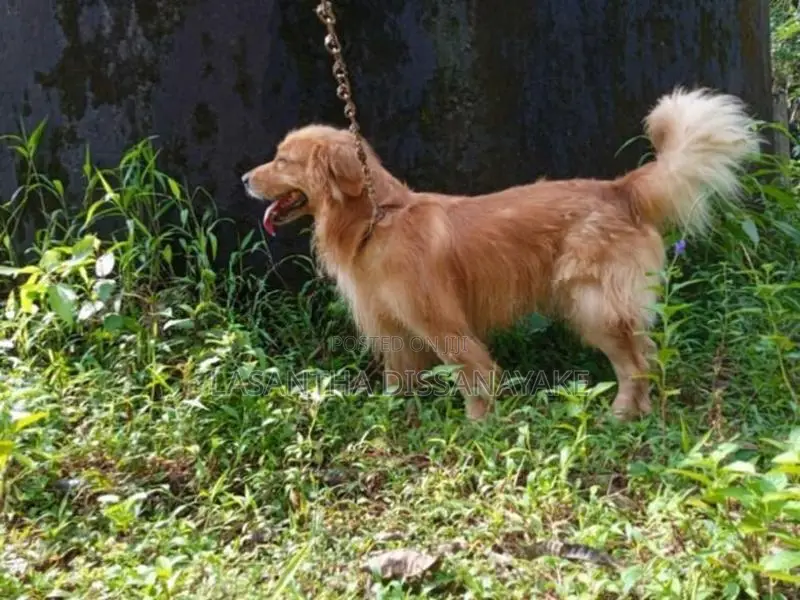 Golden Retriever Male Puppy
