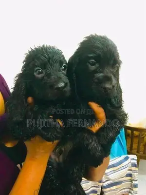 Cocker Spaniel Puppies
