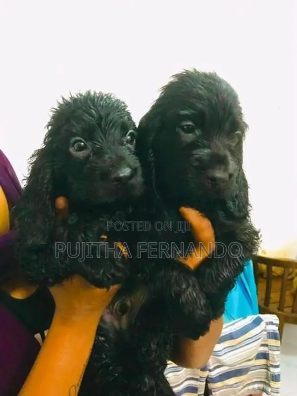 Cocker Spaniel Puppies