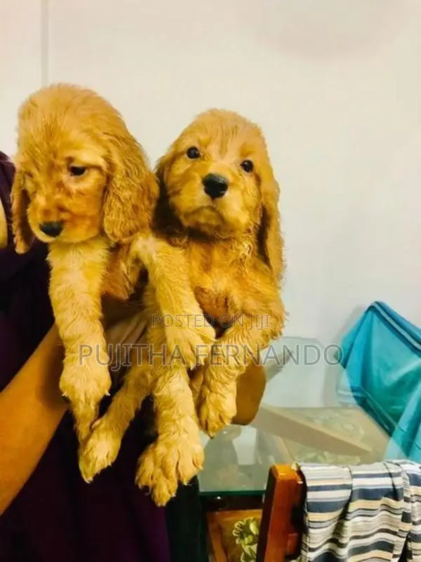 Cocker Spaniel Puppies