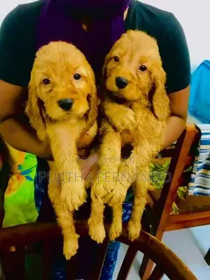 Cocker Spaniel Puppies