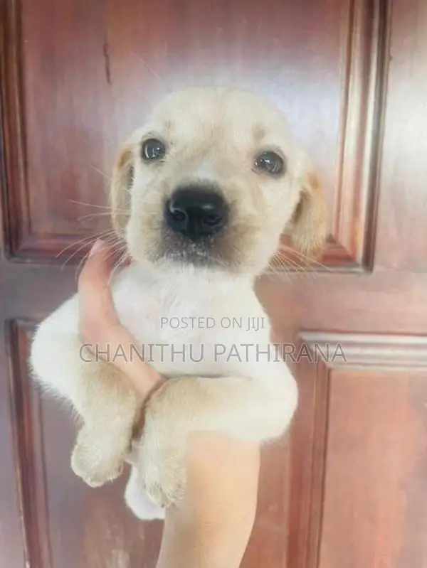 Labrador/ ලැබ්‍රඩෝ මික්ස් බලු පැටව්