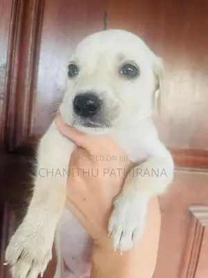 Labrador/ ලැබ්‍රඩෝ මික්ස් බලු පැටව්