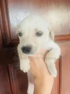 Labrador/ ලැබ්‍රඩෝ මික්ස් බලු පැටව්