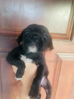 Labrador/ ලැබ්‍රඩෝ මික්ස් බලු පැටව්