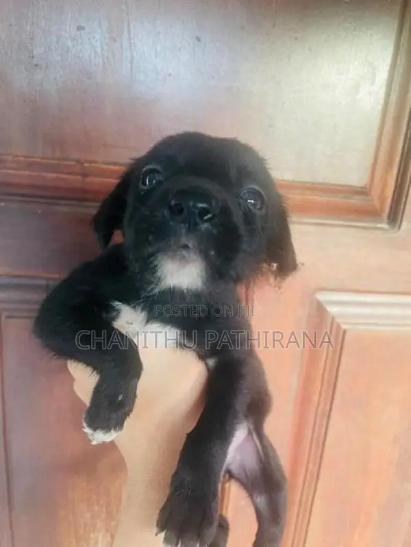 Labrador/ ලැබ්‍රඩෝ මික්ස් බලු පැටව්